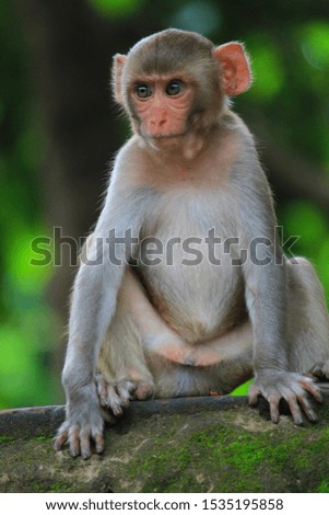cute baby monkey face stock photos best monkey wildlife nature photography