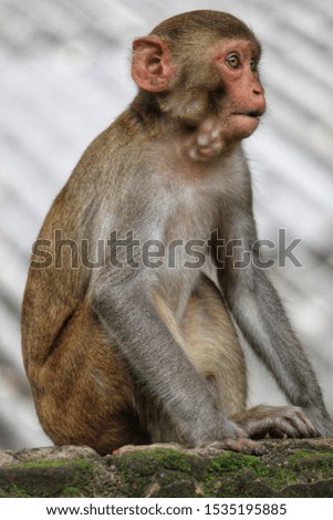 cute baby monkey face stock photos best monkey wildlife nature photography