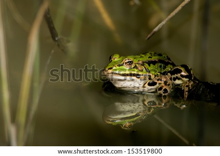 Green frog - pelophylax Royalty-Free Stock Photo #153519800