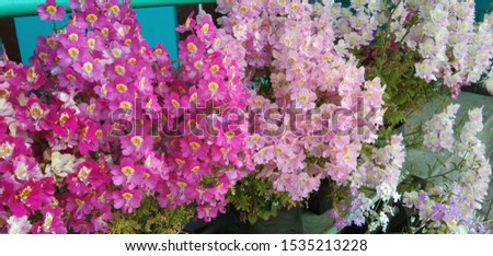 Beautiful picture of bunch of flowers