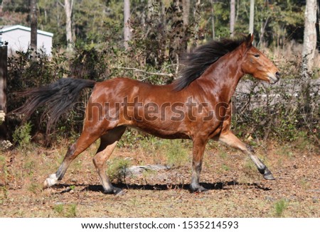 bay hackney pony running free Royalty-Free Stock Photo #1535214593