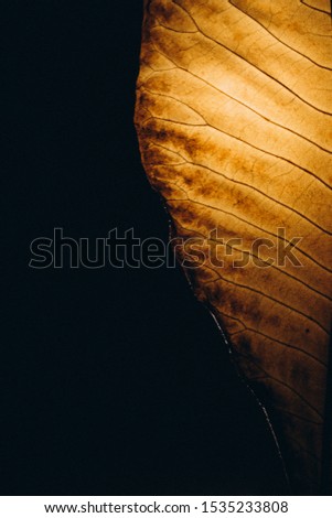 Closeup of  an autumn leaf on the black background