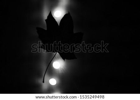 Black and white silhouette of leaf, on dark black background with bokeh.