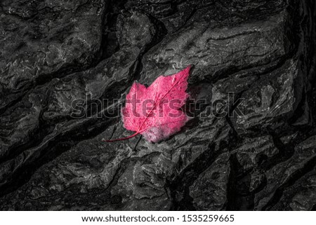 Red maple leaf on Canadian shield