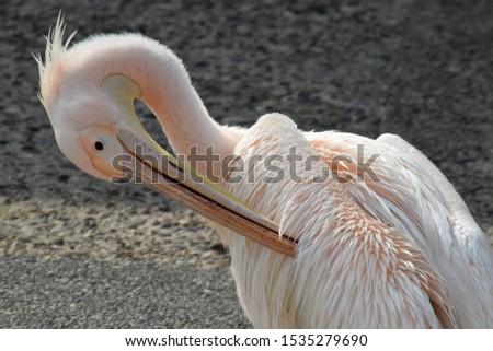 Pelican, Pelecanidae Preening its Feathers, Paphos Harbour Cyprus