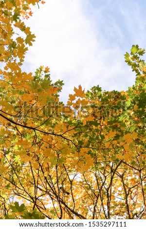 Bright fall leaves against a blue sky