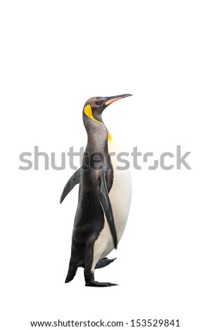 King penguin walks isolated on the white background