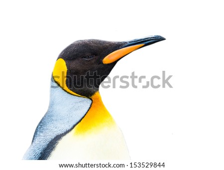Close view of a King penguin isolated on the white background