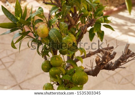 Diseasemandarins and citrus grown in the garden