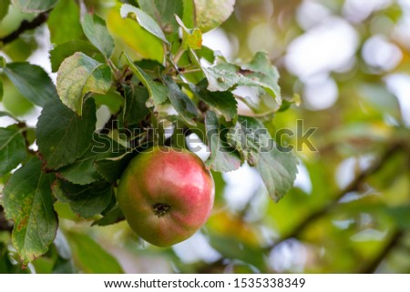 A close-up of a fresh ripe raw red shiny apple hanging in a tree. The crabapple or gala apple is attached to a branch with lots of green fall leaves. The leaves are damaged with brown spots.