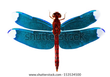 Red Dragonfly with Blue wings on white background 