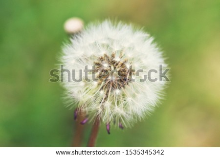 Dandelion seed head ready to explode with the wind