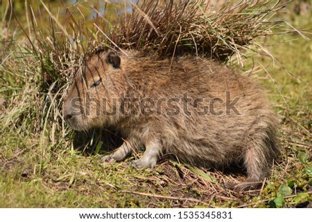 baby capybara like a porcupine