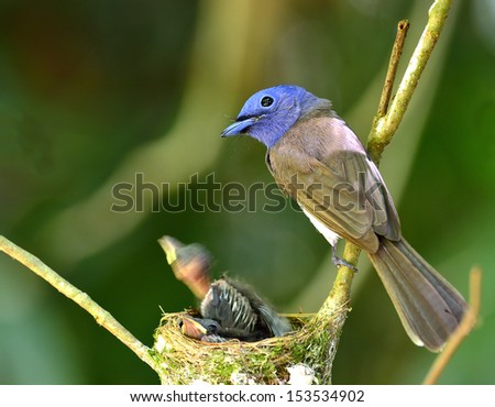 Female of Black-naped Monarch or Blue Flycatcher keeps guarding its chicks in the nest 