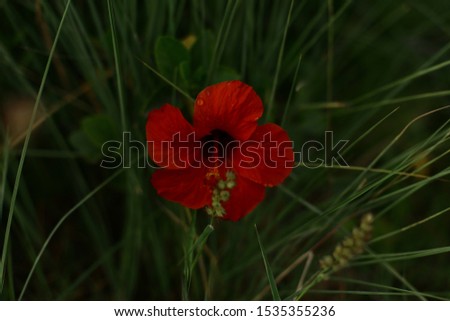 A picture of a red flower in a gaden ، in front of green grass , Taken in safari park in Egypt.