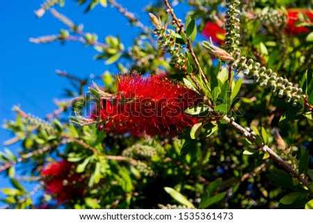 Brilliant spectacular West Australian wildflower red bottlebrush callistemon shrub blooming in Bunbury, Western Australia in spring attracts honey bees and native birds to the sweet nectar.