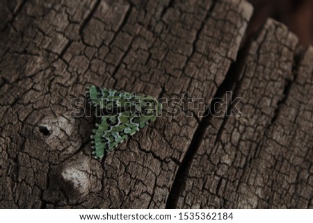 Feralia spp. moth on cracked wood