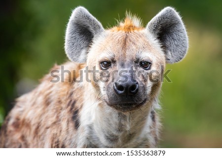 Close up of the muzzle of an adult male hyena staring at the camera against a green bokeh background