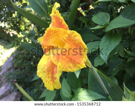 Yellow, Canna 'Orange Tiger' and beautiful flower.,