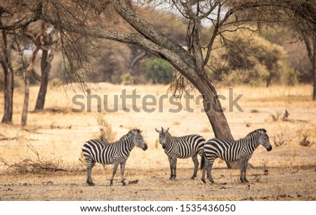 Zebras in a landscape of northern Tanzania Royalty-Free Stock Photo #1535436050