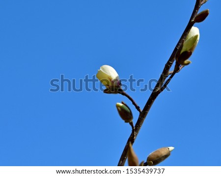 White Magnolia (Mokuren) is fully blooming in the blue sky background
