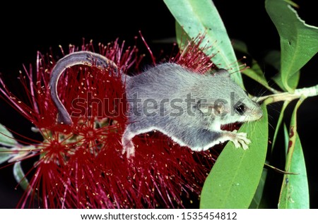 Feather-tailed Glider resting on Bottle Brush Flower