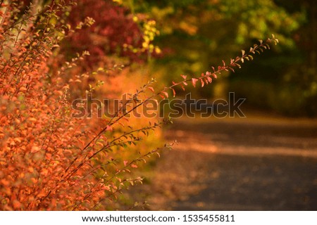 Park in Autumn / Fall 