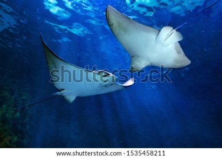 Two eagle ray Myliobatidae with his wing fully opened and flying in sea depth  Royalty-Free Stock Photo #1535458211