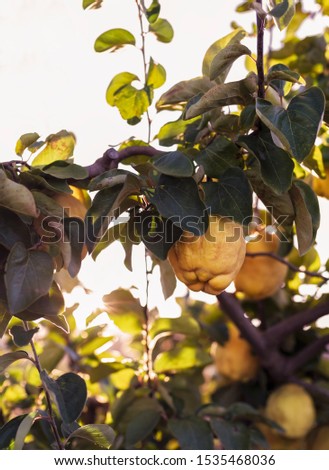 Beautiful picture with fruits of ripe natural quinces at sunrise in the vegetable garden.