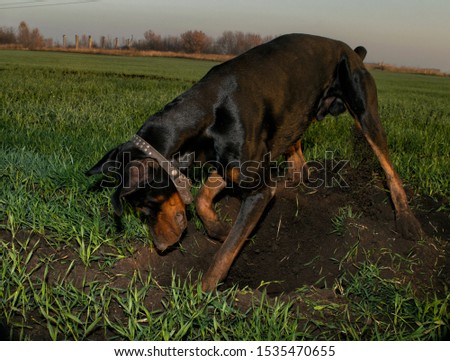 Doberman dog digs hard ground in search of a rodent mole or ground squirrel, on a green field of winter wheat in early autumn.