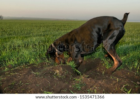 Doberman dog digs hard ground in search of a rodent mole or ground squirrel, on a green field of winter wheat in early autumn.