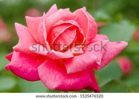 This flower is Rose.　
The name of this rose is "Princess Chihibu".