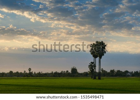 The scenery of rice fields in the evening.