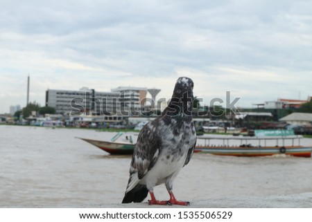 Dove sitting on a wall near the Chao Phraya River.