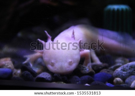 Mexican Walking Fish / Axolotl (Ambystoma mexicanum) in The Aquarium