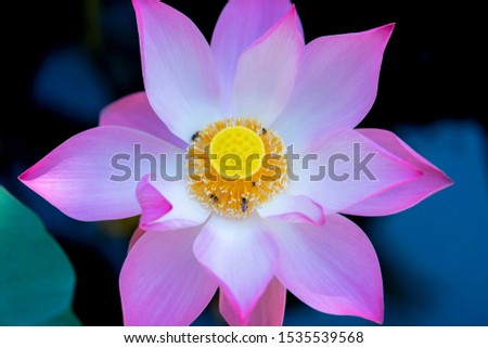 Lotus flower blooming in the garden full of purple
