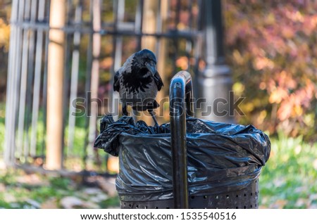 Black Headed Crow Looking into a Trash Can