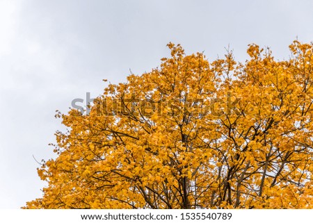 Bright Yellow Leaves and Gray Sky on an Autumn Day