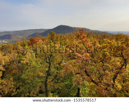 Autumn in the forest, Budapest, Hungary