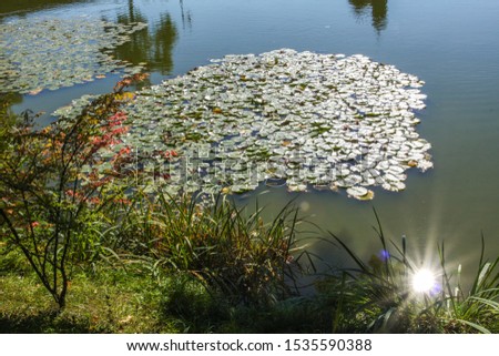 Pond with water lilies at Haemelsche Burg