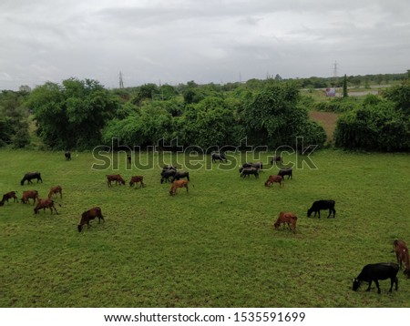 This is a picture of grazing cattle in a farm.