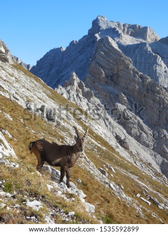 Ibex on Friulian Dolomites, Italy