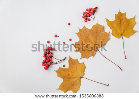 yellow maple leaves and Rowan berries on a white background