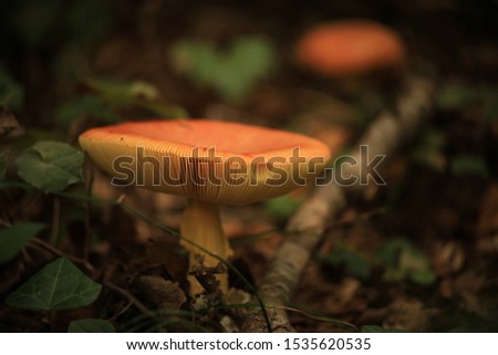 Focused on the front, blurred background photos, mushroom, orange