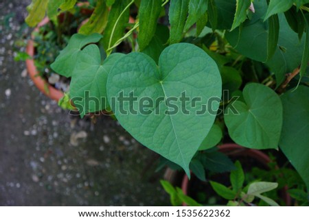 Heart shape green leaf has a perfect form. The image was taken in a garden. The bottom is dark surface. Plant image with very high detail. Structure is great to see. Love symbol, green nature heart.