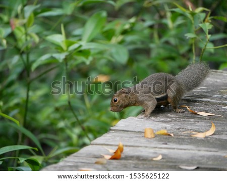 The horse-tailed squirrel (Sundasciurus hippurus) on the move. It is a species of rodent in the family Sciuridae. It is found throughout the islands of Borneo and Sumatra.