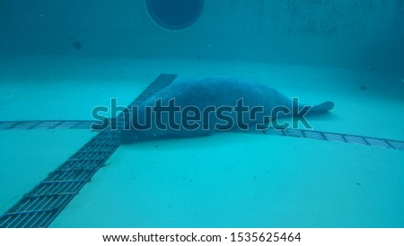 A sleeping manatee at aquarium in Okinawa.