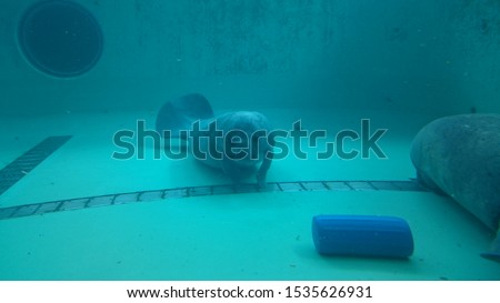 Cute manatee at aquarium in Okinawa.