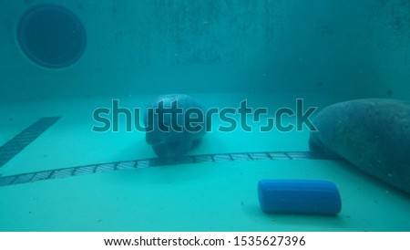 A sleeping manatee at aquarium in Okinawa.