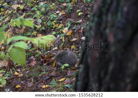 hedgehog in the autumn forest. A little hedgehog walking through autumn leaves looking straight at the camera